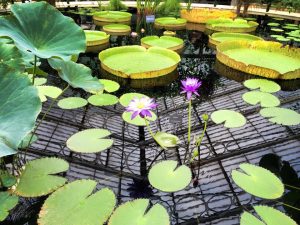 Lilies at Kew