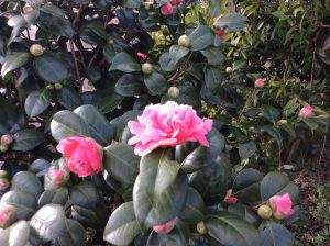 The Birchen Grove Camellia
