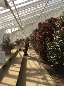 Chiswick House Camellias