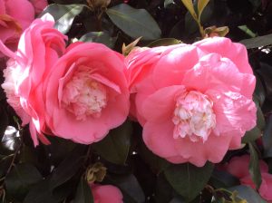 Double flowering Camellia in Chiswick House Conservatory