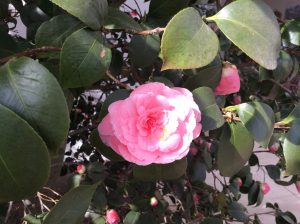 Middlemist's Red - one of the world's rarest camellias