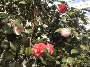 Pompone - multi-coloured camellia