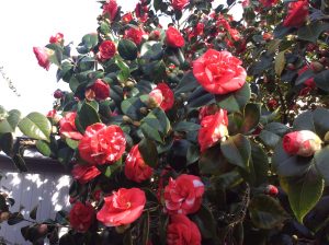 Camellias in the grounds of Chiswick House