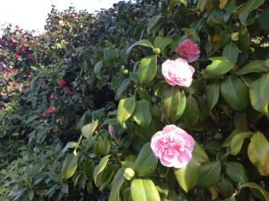 Double flowering Camellia in Chiswick House gardens