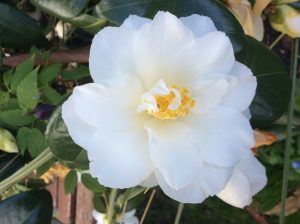 Single flowered camellia 