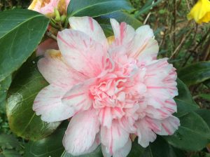 Double flowering variegated Camellia in my garden