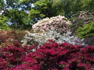 Azaleas 