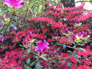 Isobella Plantation, Richmond Park