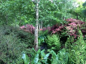 Isobella Plantation, Richmond Park