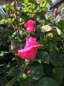 Paul McCartney Rose Bud