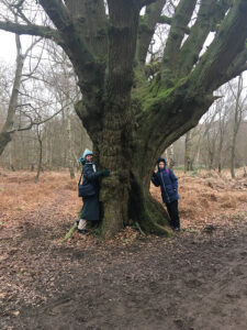 Epping Forest pollard