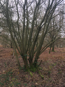 Coppicing Epping Forest