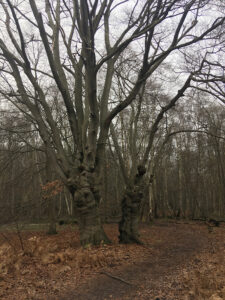 Pollard Trees Epping Forest