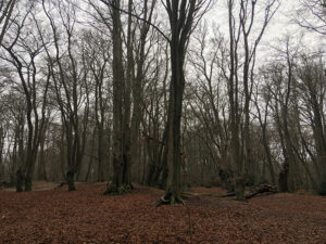 Loughton Camp, Epping Forest