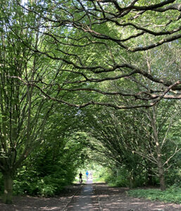 Enchanted Forest walks